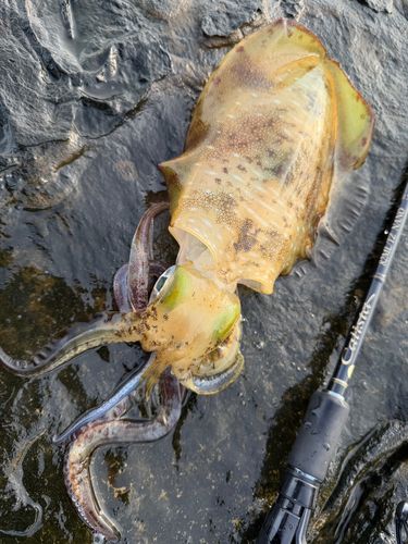 アオリイカの釣果