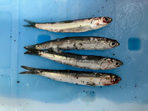 イワシの釣果