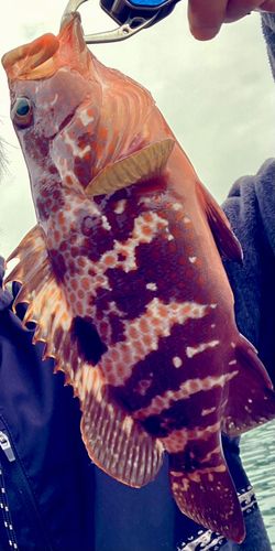 キジハタの釣果