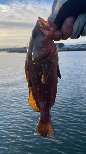 キジハタの釣果