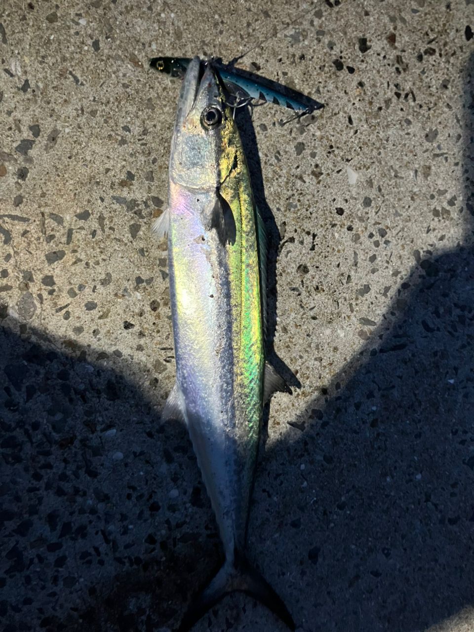 SHIMANO ネッサ CI4+ S1008MMHの最安値・インプレ・釣果 | 本音の