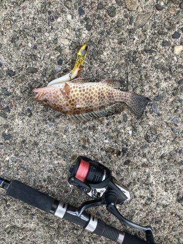 オオモンハタの釣果