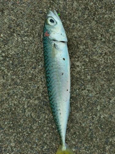 サバの釣果