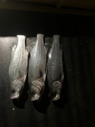 ヒラスズキの釣果