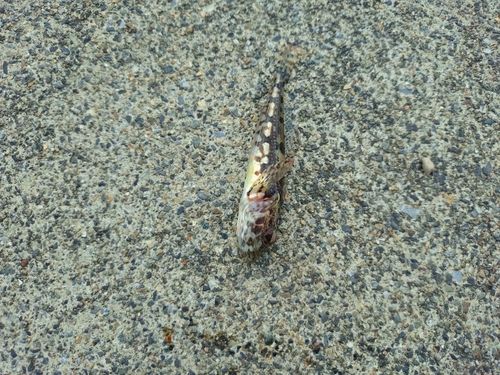 アナハゼの釣果