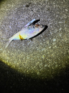 コノシロの釣果