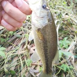 ラージマウスバス