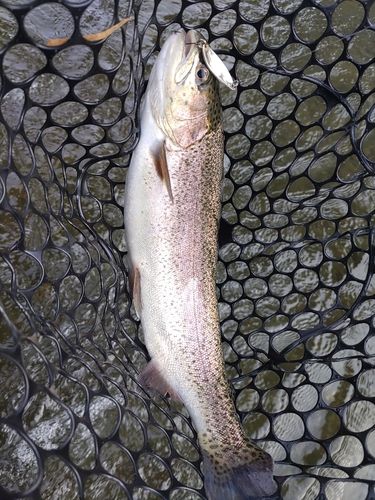 ニジマスの釣果