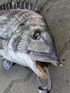 クロダイの釣果