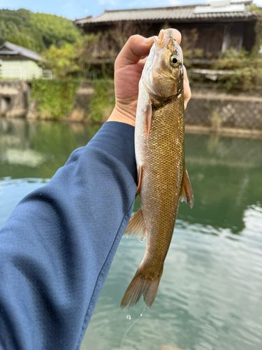 ウグイの釣果