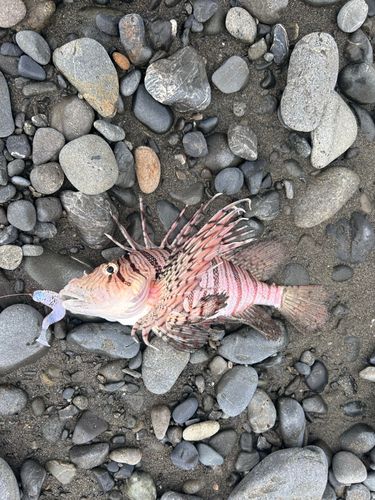 ハナミノカサゴの釣果