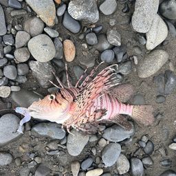 ハナミノカサゴ