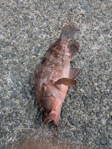 キジハタの釣果