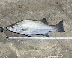 フッコ（ヒラスズキ）の釣果