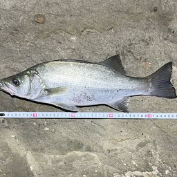 フッコ（ヒラスズキ）