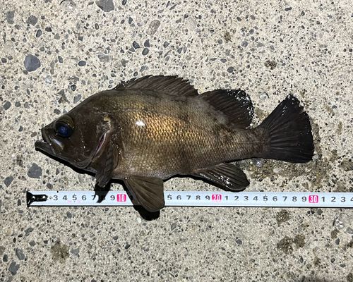 メバルの釣果