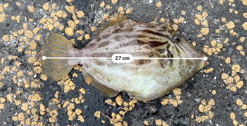 カワハギの釣果