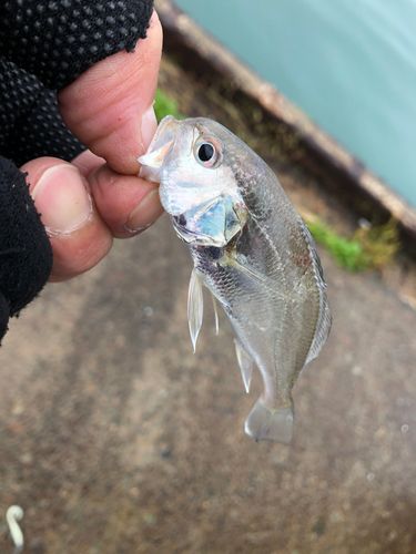 イシモチの釣果