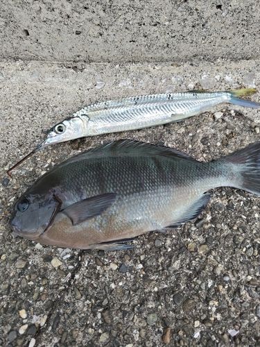 ホシザヨリの釣果