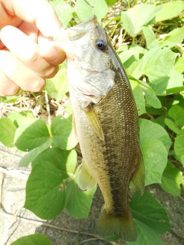 ラージマウスバスの釣果