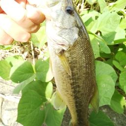 ラージマウスバス