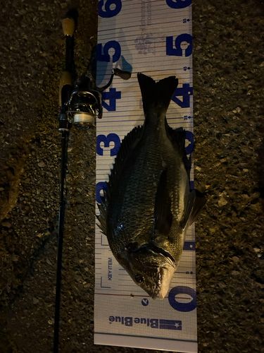 クロダイの釣果