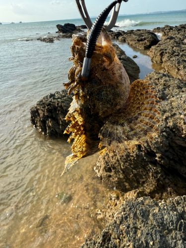 オニオコゼの釣果
