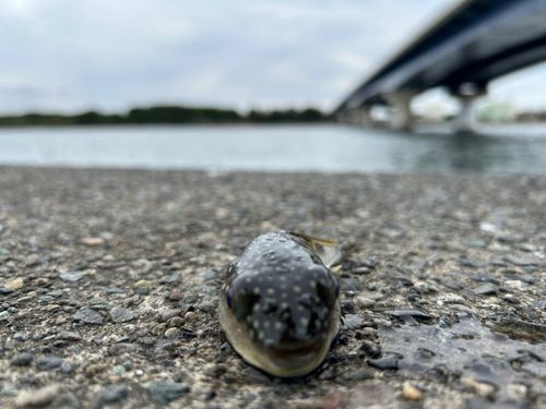 クサフグの釣果