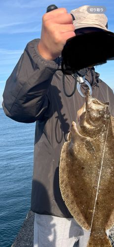 ヒラメの釣果