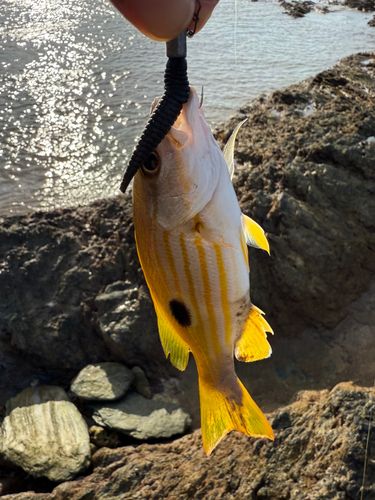 ヤマトビーの釣果