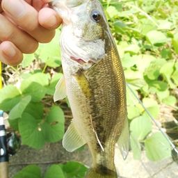 ラージマウスバス