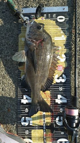 クロダイの釣果