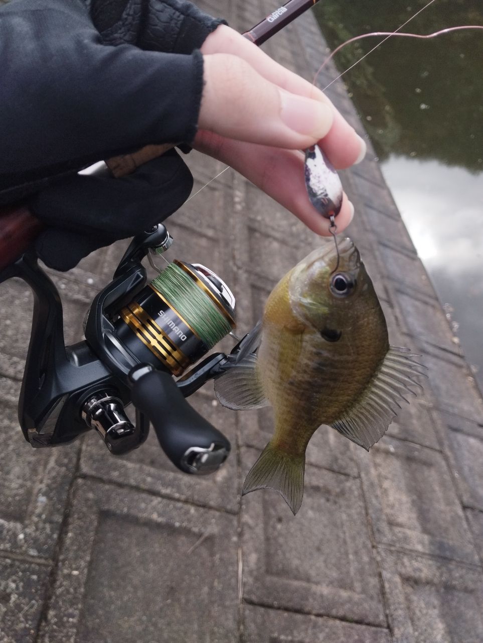 アブガルシア　トラウトフィールド　TFS-532L TFS-462UL 2本 楽天市場】 アブガルシア(Abu Garcia) トラウトフィールド TFS-532L