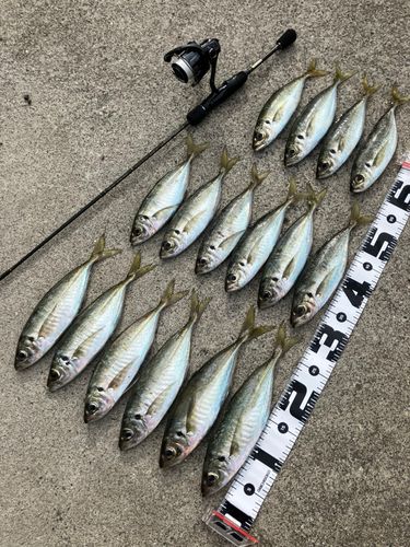 アジの釣果