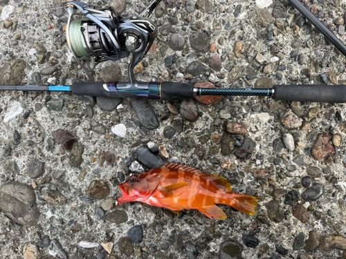 アカハタの釣果