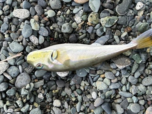 シロサバフグの釣果