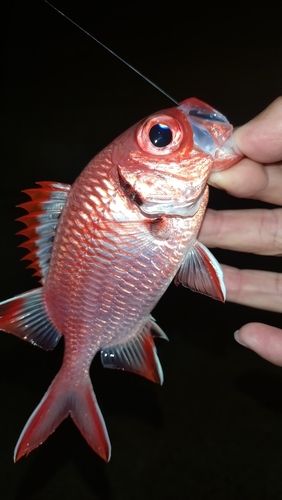 ネンブツダイの釣果