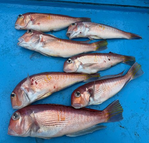 アマダイの釣果
