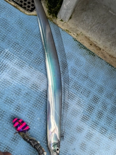 タチウオの釣果