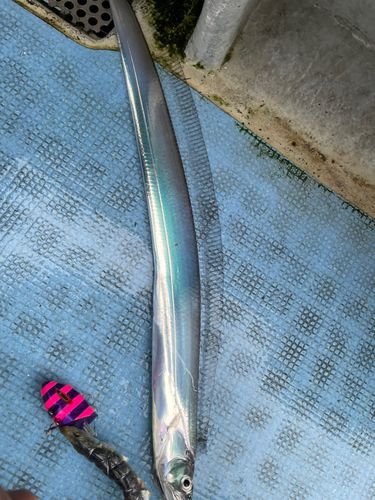 タチウオの釣果