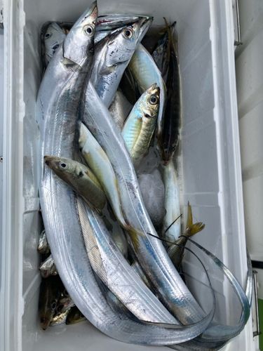 タチウオの釣果