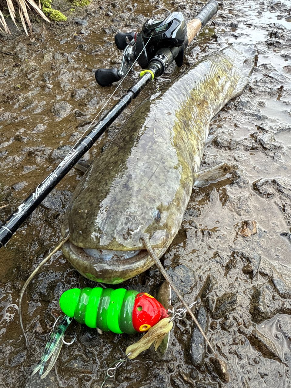 tailwalk ナマゾン モバイリー C634M/Gの最安値・インプレ・釣果