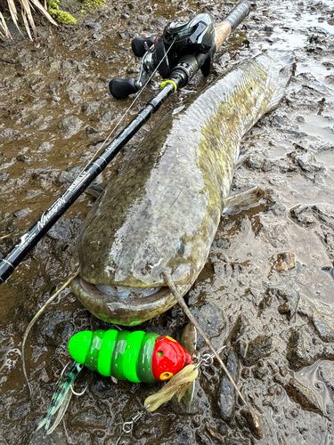 ナマズの釣果