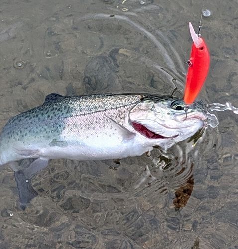 ニジマスの釣果