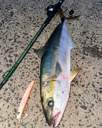 ヒラマサの釣果