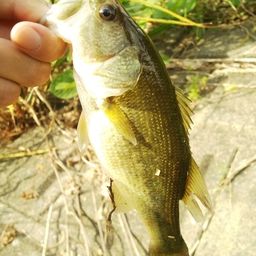 ラージマウスバス