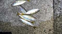 マアジの釣果