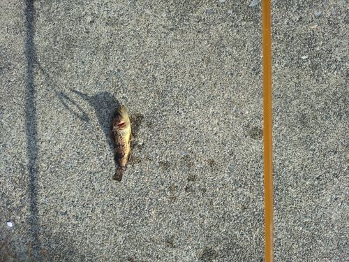 クロソイの釣果