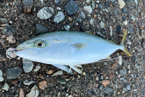 ツバイソの釣果