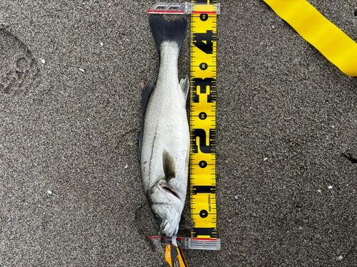 フッコ（マルスズキ）の釣果